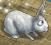 image:rabbit.jpg